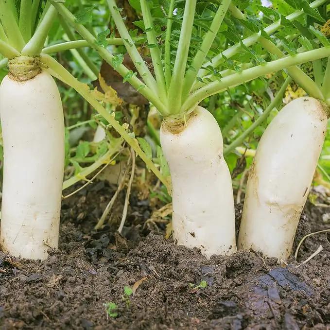 Outsidepride Annual Daikon Radish Seeds - 1 lb. Chinese, Japanese, & Oriental Radish Seeds for Soil Health, Erosion Control, & Soil Aeration - Ideal for Gardens, Cover Crops, Pastures, & Food Plots by GreenHaven Gardens