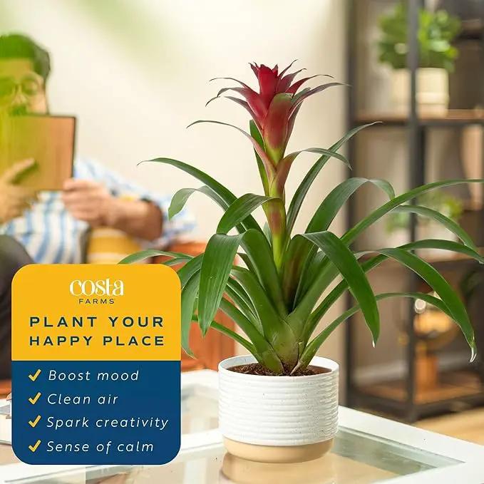 Costa Farms Blooming Bromeliad, Pink, Live Indoor Plant in Modern Decor Planter, Flowering Houseplant in Potting Soil, Birthday Gift, Housewarming Gift, Garden Gift, Room Decor, 1 Foot Tall by GreenHaven Gardens