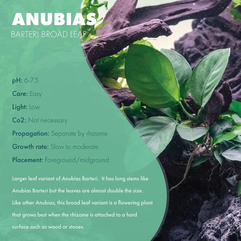 Anubias Live Aquarium Plants - Potted Freshwater Plant for Fish Tanks, Terrariums - Beginner Friendly Low Light (Barteri Broad Leaf, Mother Plant) by GreenHaven Gardens