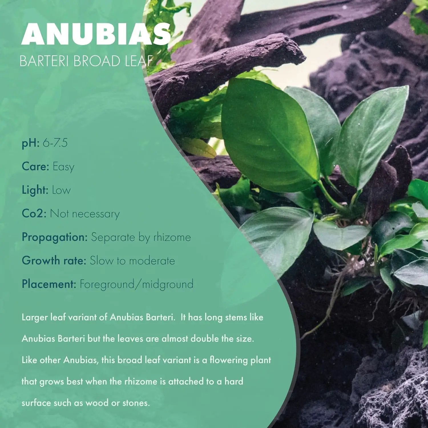 Anubias Live Aquarium Plants - Potted Freshwater Plant for Fish Tanks, Terrariums - Beginner Friendly Low Light (Barteri Broad Leaf, 1 Pot) by GreenHaven Gardens