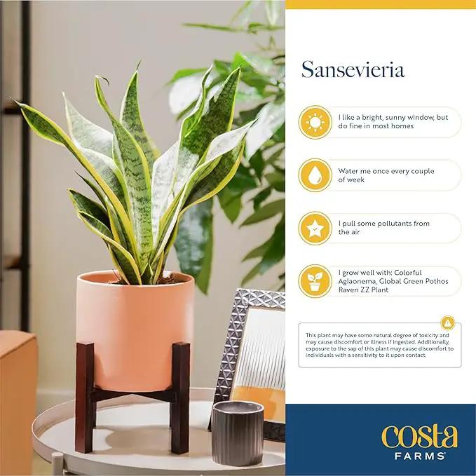 Costa Farms Snake Plant, Easy Care Live Indoor Plant in Décor Planter, Beautiful Clean Air Purifying Houseplant, Boho Home and Room Décor, Housewarming Gift, 8-Inches Tall by GreenHaven Gardens