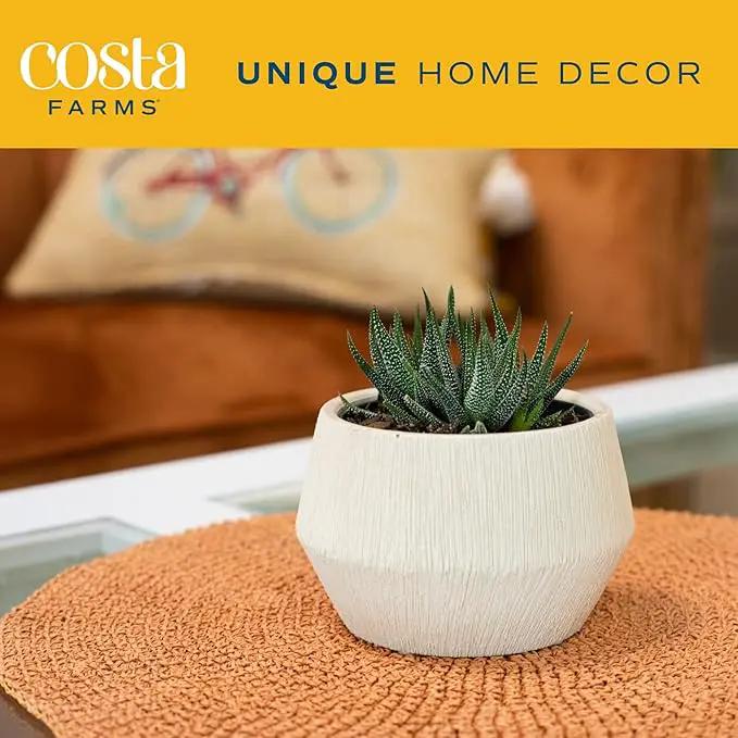 Costa Farms Haworthia Succulent, Easy to Grow Live Plant in Indoor Houseplant Pot, Potting Soil, 4-Inches Tall| Valentines Day Gift | Valentines Day Decoration by GreenHaven Gardens