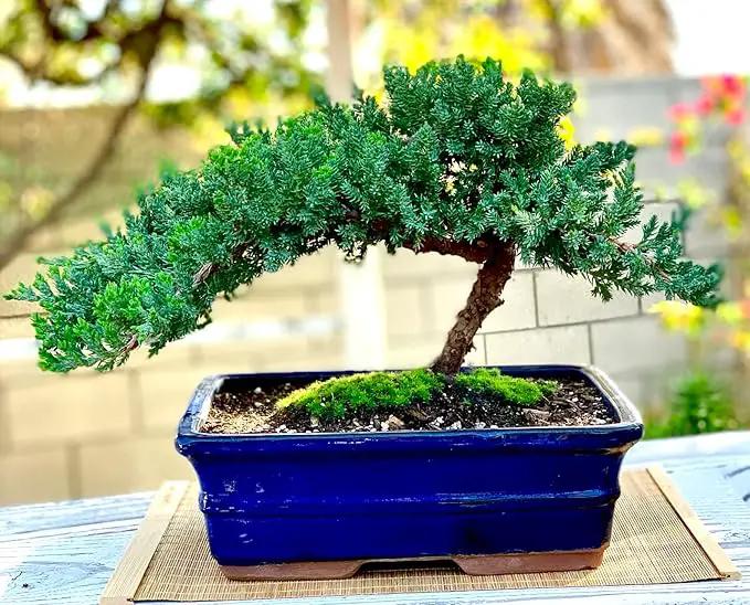 Live Dwarf Juniper Bonsai Tree 12+ Years Old with Bamboo mat| Juniper or Jade Bonsai Tree | Indoor/Outdoor | 100% Handcrafted| Home and Office Décor | Best Gift for Holiday (style3) by GreenHaven Gardens
