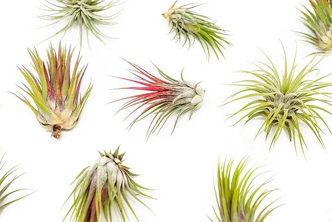 12 Pack Large Air Plants Tillandsia Ionantha Guatemala - Live Succulent House Plants - Available in Wholesale and Bulk - Home and Garden Decor - Easy Care Indoor/Outdoor Air Plant by GreenHaven Gardens