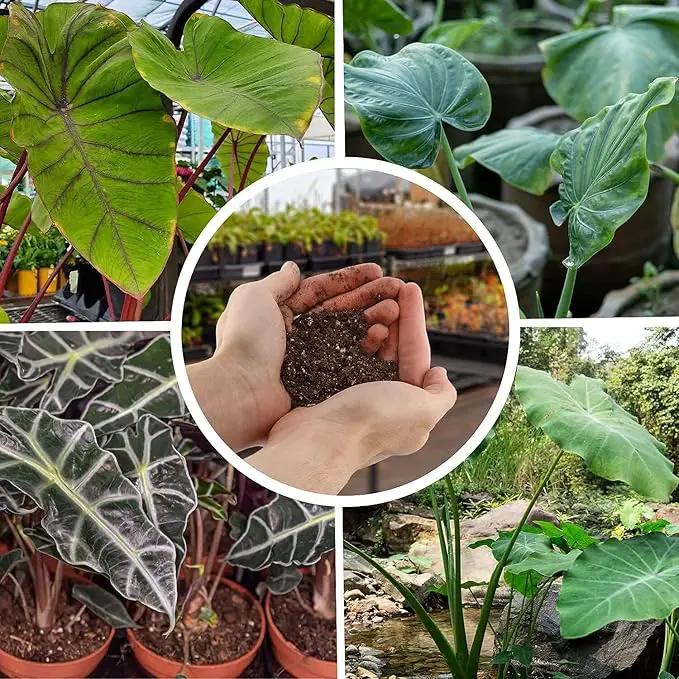 Alocasia Potting Mix - Promote Strong Roots and Captivating Foliage with Our Premium Blend - 4 Quart, MAIN-ALOCASIA-4QT by GreenHaven Gardens