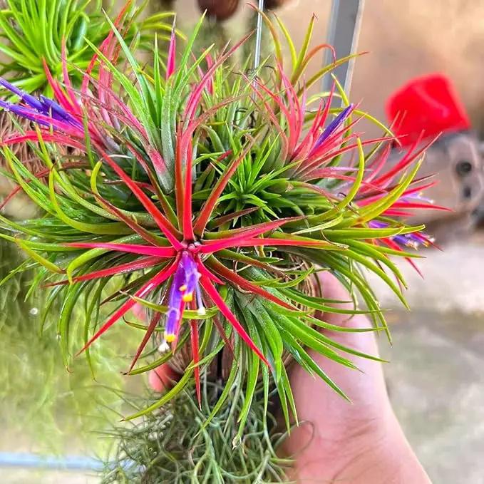 Red Tillandsia Air Plants Live, Set 20 Live Plant, Tillandsia Plants, Succulents Plant Live, Indoor and Outdoor House Plant by GreenHaven Gardens
