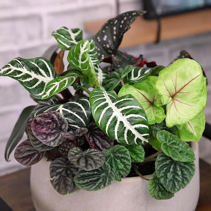 Altman Plants Live Houseplants (12PK), Indoor Plants for Delivery Prime, Live Plants and Gardening Gifts for Plant Lovers, Planters for Indoor Plants with Potting Soil, Live House Plants Indoors Live by GreenHaven Gardens