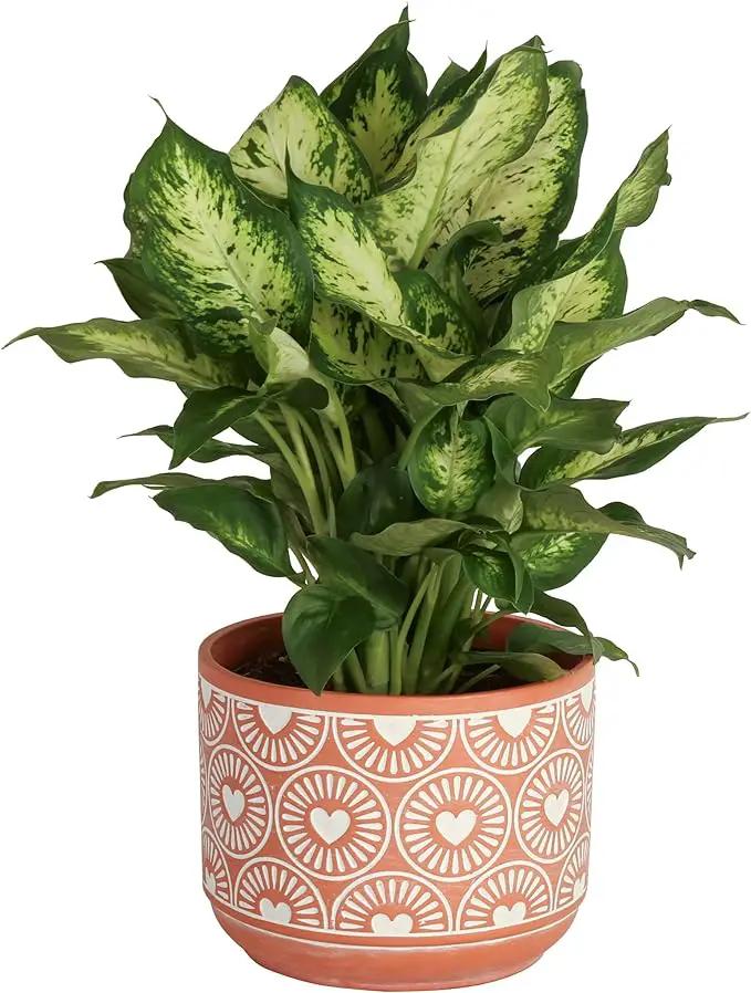 Costa Farms Dieffenbachia, Live Indoor Plant in Décor Plant Pot, Potted Houseplant in Potting Soil Mix, Real Plants Gift for Mom, Dad, 12-14 Inches Tall by GreenHaven Gardens