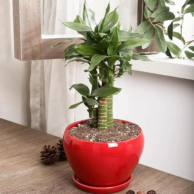 vicrays Ceramic Plant Pots Indoor - 6.5 Inch Planter Pot with Drainage Hole and Saucer for Succulent Orchid Flower Herbs Cactus - Ideal for Gardening Home Desktop Office Decor - Red by GreenHaven Gardens