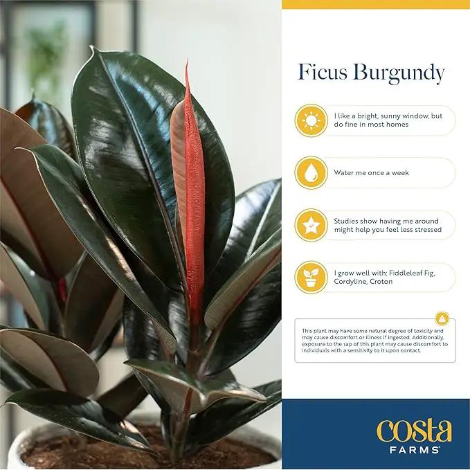 Costa Farms Burgundy Rubber Plant, Live Indoor Ficus Elastica Tree, Live Indoors Houseplant in Nursery Pot, Potting Soil Mix, Gift for Housewarming New House, Home or Office Decor, 2-3 Feet Tall by GreenHaven Gardens