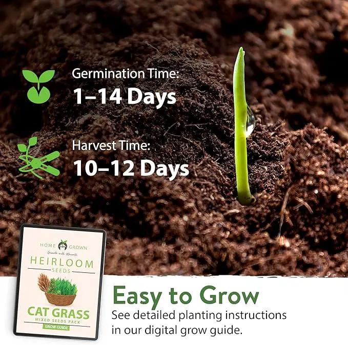 HOME GROWN 2,160+ Cat Plant Seeds Mix – 𝗡𝗢𝗡-𝗚𝗠𝗢 𝗨𝗦𝗔-𝗦𝗢𝗨𝗥𝗖𝗘𝗗 Heirloom Catnip, Lemongrass, Licorice, Thyme & Valerian – Pet-Friendly Indoor Garden Refill Kit for Cats & Kittens by GreenHaven Gardens