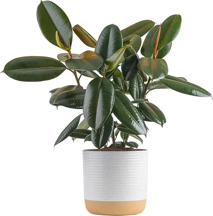 Costa Farms Burgundy Rubber Plant, Live Indoor Ficus Elastica Tree, Live Indoors Houseplant in Décor Planter Pot, Potting Soil Mix, Gift for Housewarming New House, Home or Office Decor, 2-3 Feet Tall by GreenHaven Gardens
