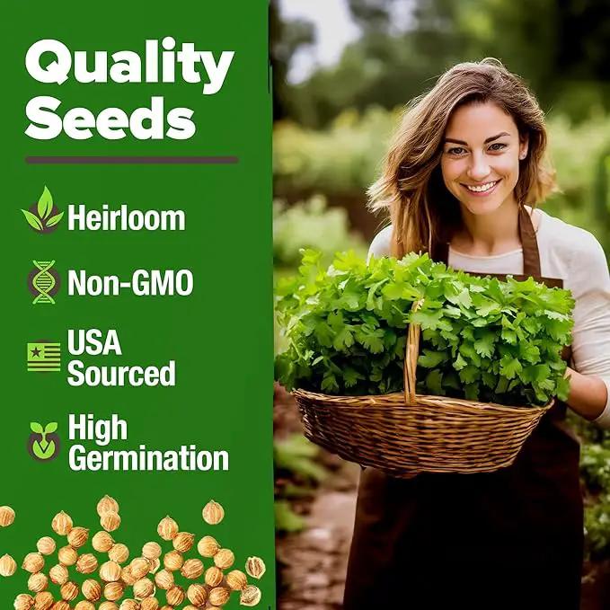 HOME GROWN 𝗨𝗦𝗔 𝗣𝗥𝗘𝗠𝗜𝗨𝗠 500+ Cilantro Seeds for Planting Indoors or Outdoors - Heirloom 𝗡𝗢𝗡-𝗚𝗠𝗢 Coriander Seeds, Grow Your Own Cilantro Plant - Culinary Herb Seeds for Your Herb Garden by GreenHaven Gardens