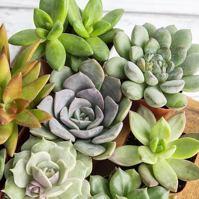 Altman Plants, Live Succulents Plants Live Houseplants (6PK), Succulents Live Plants Live House Plants Indoors Live, Live Cactus Plants Live Cacti Succulent Plants Live Indoor Plants Live Houseplants by GreenHaven Gardens