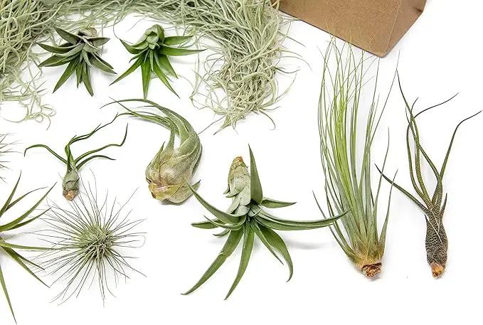10 Pack Grab Bag Air Plants Gift Wrapped with Tillandsia Usneiodes Spanish Moss - Live Tillandsia - Easy Care House Plant - Succulents - 30 Day Guarantee by GreenHaven Gardens