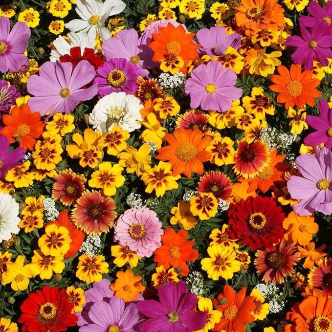 Wildflower Seeds Bulk – National Wildflower Seed Collection – Perennial Wildflowers Mix – Flower Seeds for Planting – Wild Flowers (Save The Monarchs) by GreenHaven Gardens