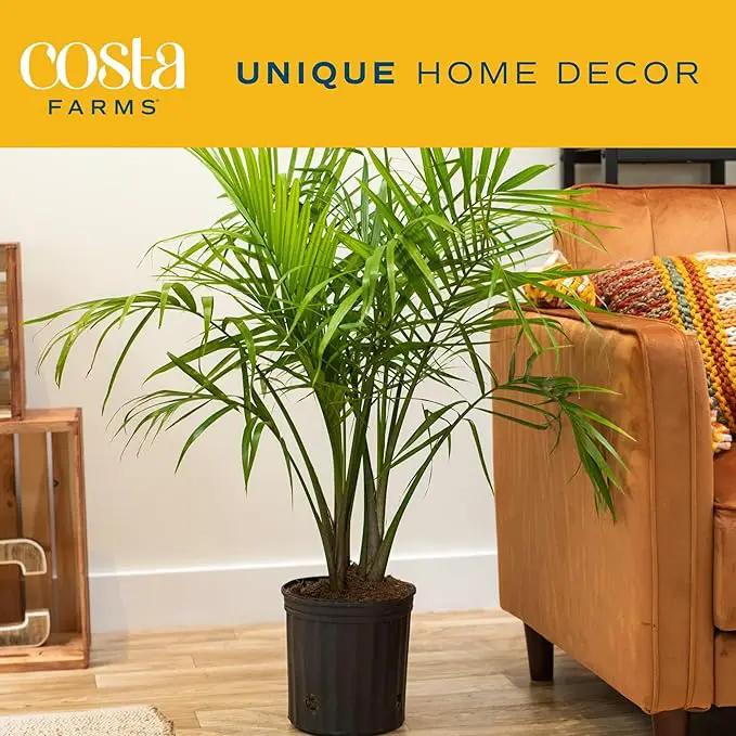 Costa Farms Majesty Palm Tree, Live Indoor Plant Potted in Grower Pot, Tropical Houseplant in Potting Soil, Patio Home Decor or Room Decor, Housewarming, 3-4 Feet Tall by GreenHaven Gardens