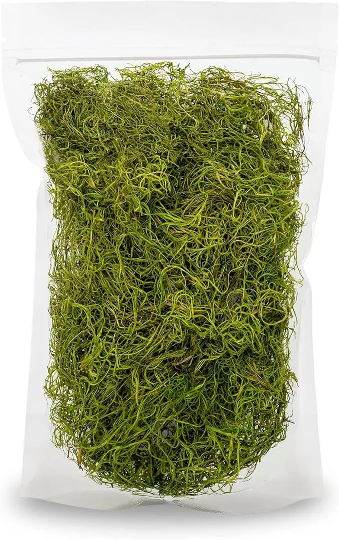 Premium Spanish Moss in Spring Green| Natural Preserved - Great Ground Cover - Filler for Potted Plants - by GARDENERA - 3 Quart Bag by GreenHaven Gardens