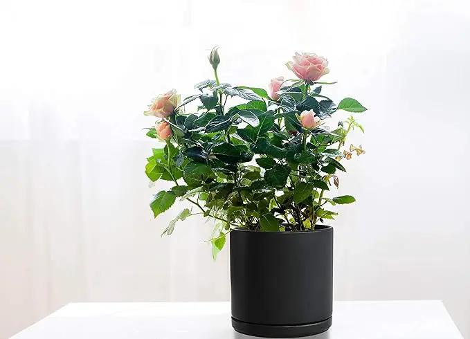 D'vine Dev 6 Inch Ceramic Planter Pot with Drainage Hole and Saucer, Indoor Cylinder Round Flower Pot, Black, 94-O-C-2 by GreenHaven Gardens