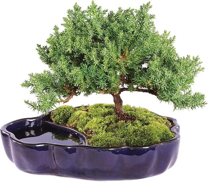 Brussel's Bonsai Brussel's Green Mound Juniper Bonsai in Zen Reflections Pot, SMALL by GreenHaven Gardens