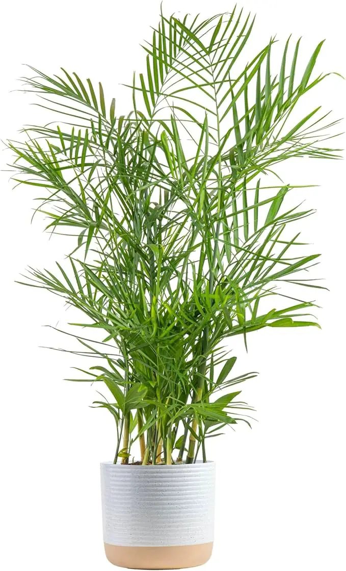 Costa Farms Bamboo Palm, Easy to Grow Houseplant, Live Indoor Plant Potted in Decor Plant Pot, Room or Office Decor, 3-4 Feet Tall by GreenHaven Gardens