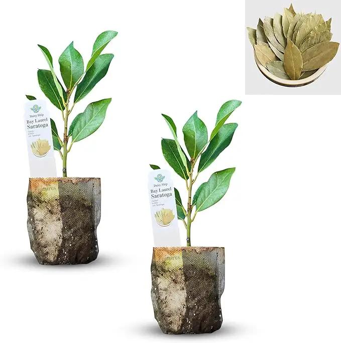 Mediterranean Bay Leaf, Bay Laurel Live Plant. Saratoga Variety - Laurus Nobilis. Live Plant. Fragrant, Fresh, Edible. Best for Pot Planting and Indoor. Mild Flavor. (2 Saratoga Plants in Sac) by GreenHaven Gardens