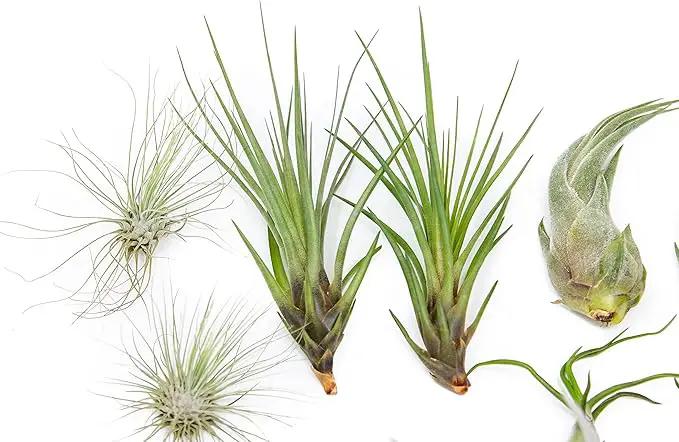 25 Grab Bag Pack Small & Medium Air Plants - Fertilizer Packet - Wholesale - Bulk - Live Tillandsia - Easy Care House Plant - Succulents by GreenHaven Gardens
