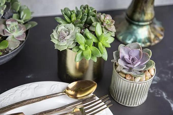 Succulents Plants Live (12PK) Potted Succulent Plants Live House Plants, Cactus Plants Live Plants Indoor Plants Live Houseplants, Indoor Plant Succulents Live Plant House Plant by Plants for Pets by GreenHaven Gardens