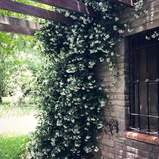 Star Jasmine/Confederate Jasmine - Trachelospermum Jasminoides. Live. Fragrant Flowers. (2 Plants in Sac) by GreenHaven Gardens