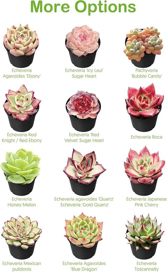 Live Succulent Plants Echeveria 'Agavoides Horse', Easy Care Potted Succulents, Approx 4" D x 4" H, Indoor Houseplant, Unique Gifts, Home Office Décor by GreenHaven Gardens