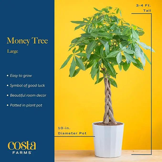 Costa Farms Money Tree Live Plant, Easy to Grow Houseplant Potted in Indoor Garden Pot, Pachira Bonsai in Potting Soil, Gift for Birthday, Housewarming, Thank You, Office and Home Decor, 3-4 Feet Tall by GreenHaven Gardens