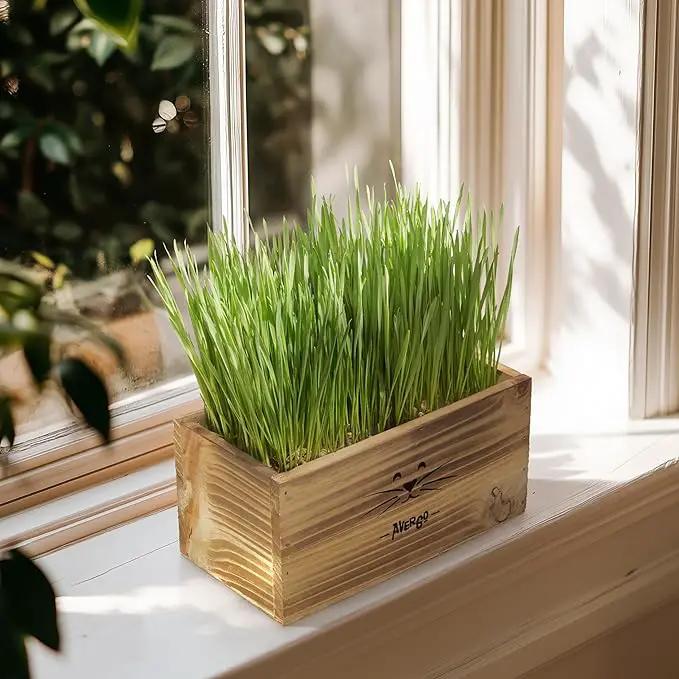 Organic Cat Grass for Indoor Cats - 4X Seed Packets | Pet Cat Grass Kit for Growing Wheat Grass w Planting Seeds, Tools & Planter by GreenHaven Gardens