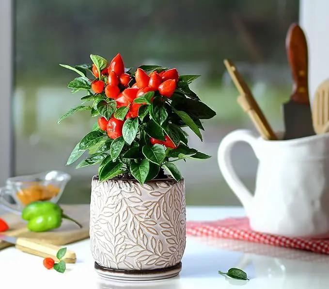 D'vine Dev 5 Inch Embossed Leaves Stoneware Planter Pot with Drainage Hole and Saucer, Smoked White, Set of 1, 27-A-V-1 by GreenHaven Gardens