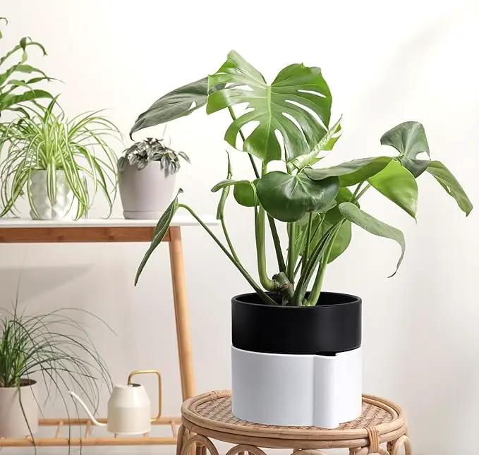 Phoenix Vine 6.5 Inch Self-Watering Planter Pot with Terracotta Insert, Deep Water Reservoir, and Ceramic-Alike BPA-Free Plastic Pot for Plant, Modern Planter for Houseplants, White/Black, 53-B-S-4 by GreenHaven Gardens