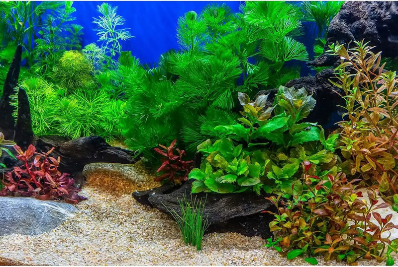 Aquarium Background Underwater Grass Leaves with Pebble Fish Tank Background Vivid Green Aquatic Plant Stone River Bed Terrarium Background Lake Fish Dead Wood Tank Background 48x24in by GreenHaven Gardens