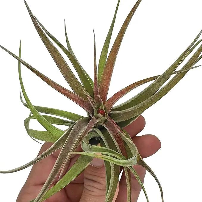 Air Plants - Tillandsia Brachycaulos Abdita, Large 4-6" - 3 ct - Live Arrival Guaranteed - House Plants for Home Decor & Gift by GreenHaven Gardens