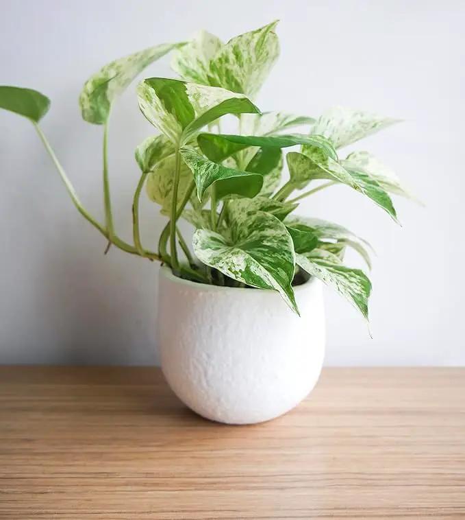 Marble Queen Pothos Plant in 4 Inch Planter Pot for Plants, Low Light Plants Live Houseplants, Pothos Live Plant Decor, Live Plants Indoor Plants Live Houseplants Live Indoor Plants by Plants for Pets by GreenHaven Gardens