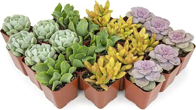 Succulents Plants Live (20PK) Potted Succulent Plants Live House Plants, Cactus Plants Live Plants Indoor Plants Live Houseplants, Indoor Plant Succulents Live Plant House Plant by Plants for Pets by GreenHaven Gardens