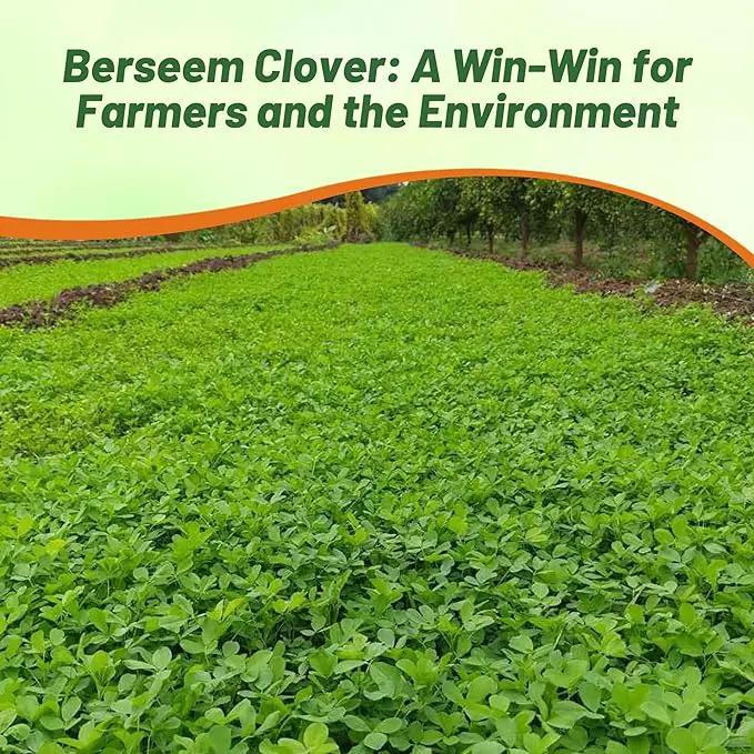 Outsidepride Annual Berseem Clover Seeds for Lawn - 10 lbs. High-Yield, Fast-Growing Clover Cover Crop Seeds for Food Plots, Cattle Forage & Nitrogen-Rich – Ideal for Pastures & Soil Improvement by GreenHaven Gardens