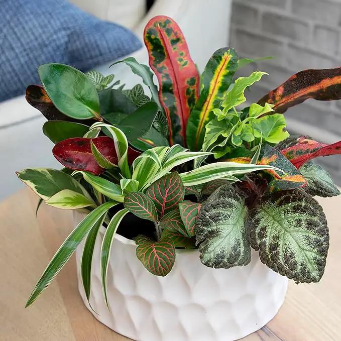 Altman Plants Live Houseplants (12PK), Indoor Plants for Delivery Prime, Live Plants and Gardening Gifts for Plant Lovers, Planters for Indoor Plants with Potting Soil, Live House Plants Indoors Live by GreenHaven Gardens