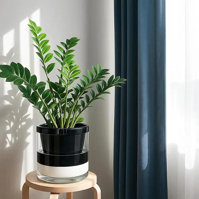 D'vine Dev 10 Inch Design Self Watering Planter for Indoor Plants, Black Terracotta Pot with Cylinder Glass Cup, 37-X-D-3 by GreenHaven Gardens