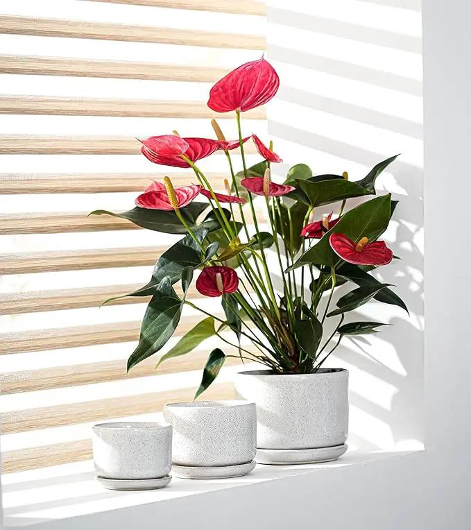 Ton Sin Plant Pots, 4.1+5.1+6.5 inch, Set of 3, Ceramic Planters with Drainage Hole and Saucer, Indoor Flower Pot with Hole Mesh Pad, Gifts for Mom(Reactive Glaze White) by GreenHaven Gardens