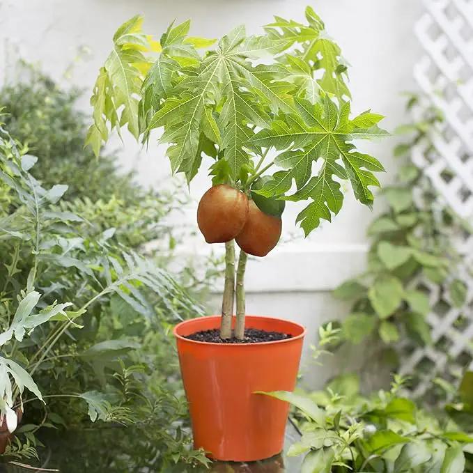 Elevate Your Papaya Garden with Gardenera's Organic Potting Mix - Tailored for Robust Papaya Plants and Flavorful Harvests - 2 Quart by GreenHaven Gardens