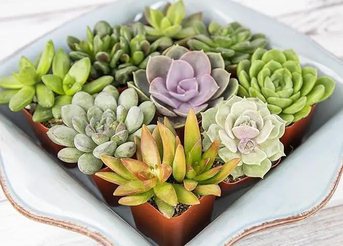 Altman Plants, Live Succulents Plants Live Houseplants (12PK), Succulents Live Plants Live House Plants Indoors Live, Live Cactus Plants Live Cacti Succulent Plants Live Indoor Plants Live Houseplants by GreenHaven Gardens