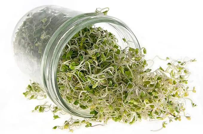 Broccoli Seeds for Sprouting & Microgreens | Waltham 29 Variety | Non GMO & Heirloom Seeds | 8 oz Resealable Bag | Rainbow Heirloom Seed Co. by GreenHaven Gardens