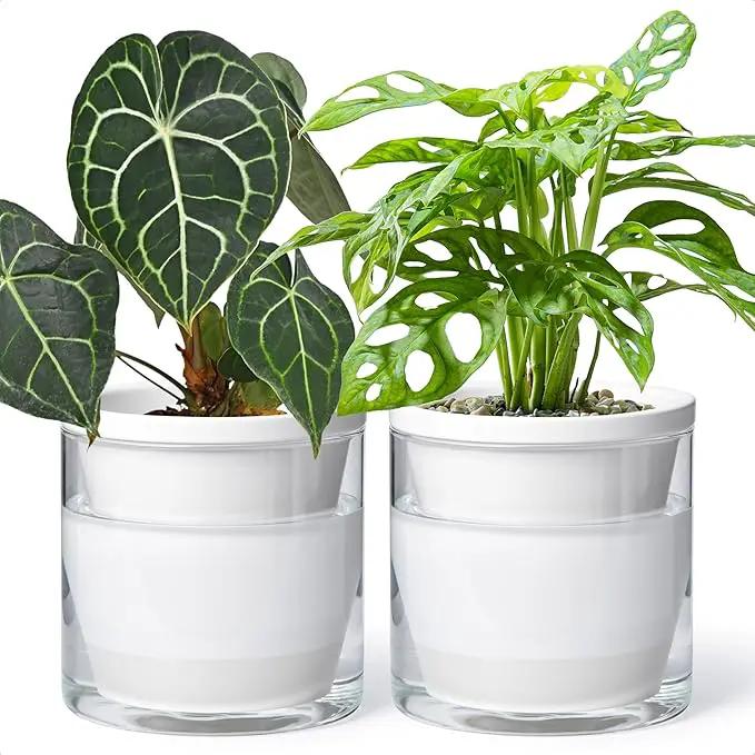 D'vine Dev 6 Inch Design Self Watering Planter for Indoor Plants, White Terracotta Pots with Cylinder Glass Cup, Set of 2, 37-Y-B-2 by GreenHaven Gardens