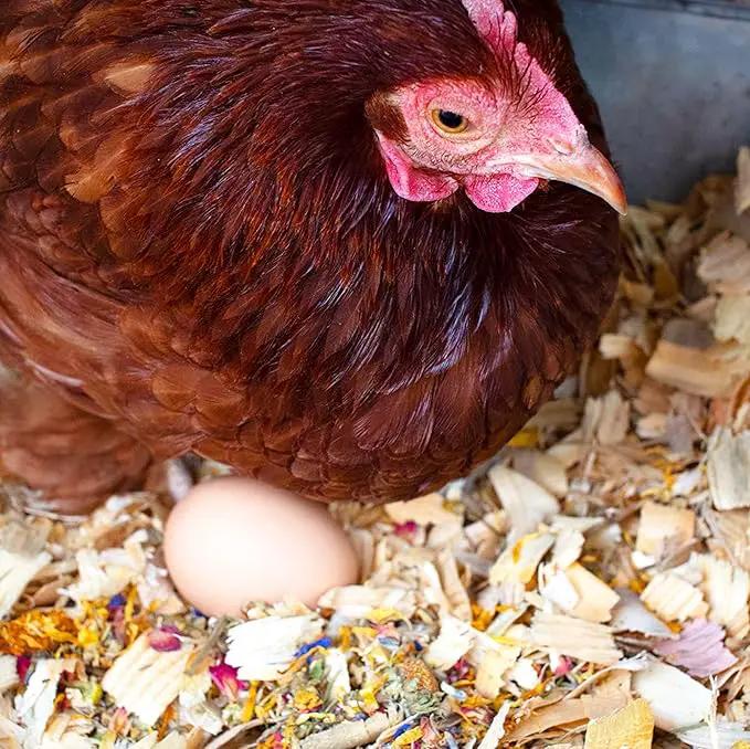 Pampered Chicken Mama Best Eggs Ever! Nesting Herbs for Chickens (2 Pounds Total) for Chicken Nesting Boxes Calcium Supplement for Chickens | Chicken Feed Supplies, Hen Treats for Coops (2 Bags) by GreenHaven Gardens