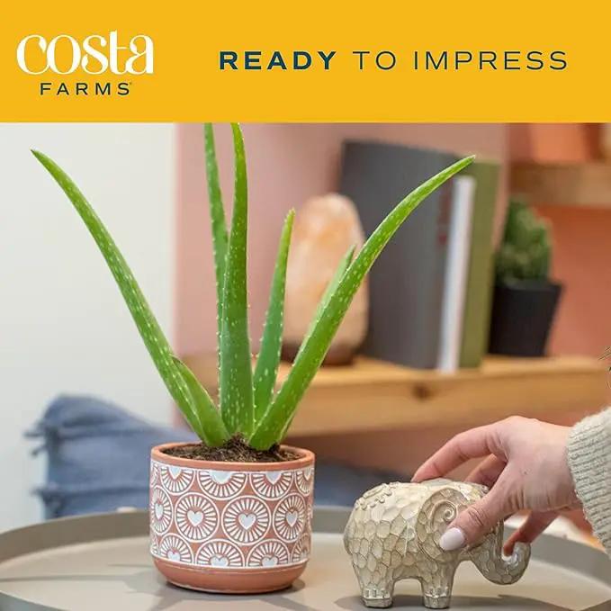Costa Farms Aloe Vera, Easy to Grow Live Succulent Plant, Indoor Houseplant in Décor Plant Pot, Housewarming, Birthday Gift, Room or Home Decor, 10-12 Inches Tall by GreenHaven Gardens