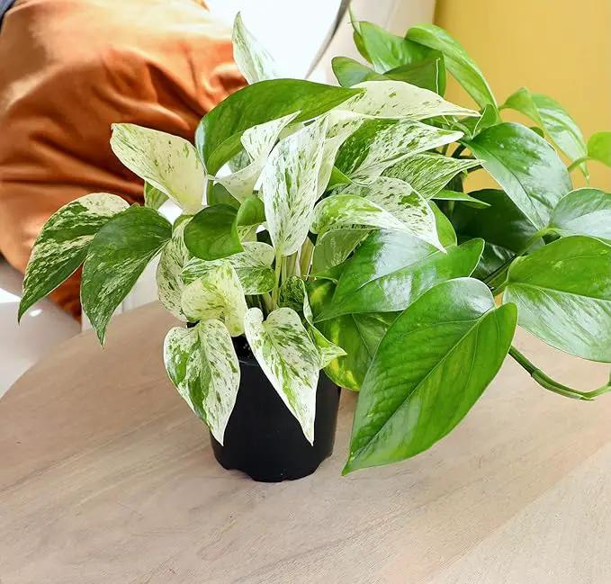 Marble Queen Pothos Plant in 4 Inch Planter Pot for Plants, Low Light Plants Live Houseplants, Pothos Live Plant Decor, Live Plants Indoor Plants Live Houseplants Live Indoor Plants by Plants for Pets by GreenHaven Gardens