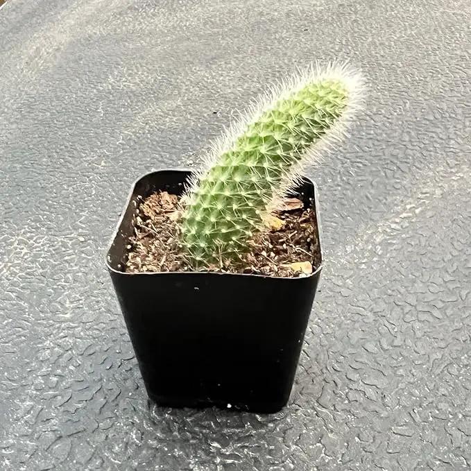 Rare Cactus Plants, 2" Monkey Tail Cactus, Live Succulent Cacti Plants Fully Rooted in Grower Pots, Easy Care House Plant by GreenHaven Gardens